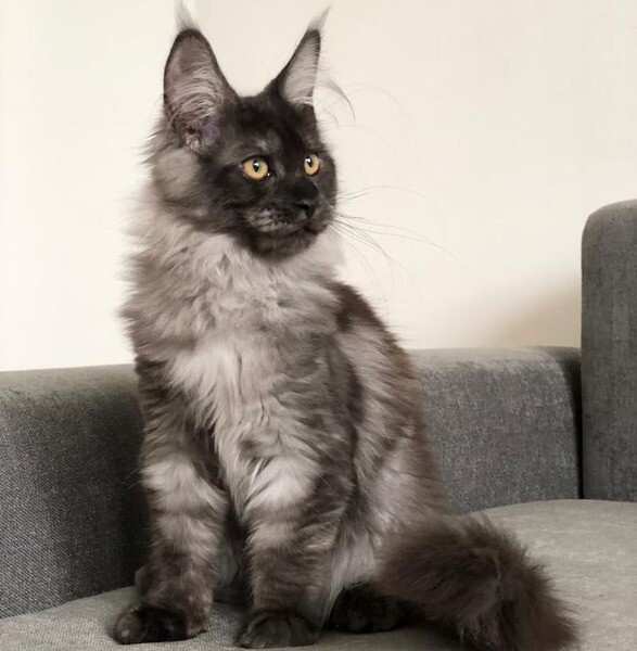 Main Coon cat Kitten available