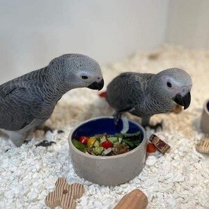 Baby African Grey parrots | PostAds PH
