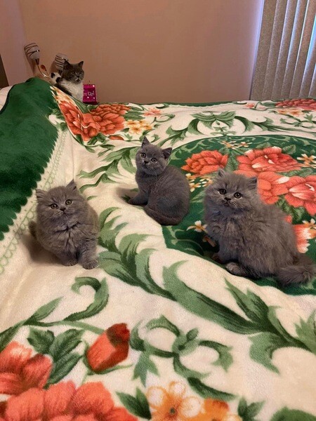 Blue British shorthair kittens for adoption 