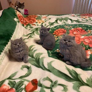 Blue British shorthair kittens for adoption | PostAds PH