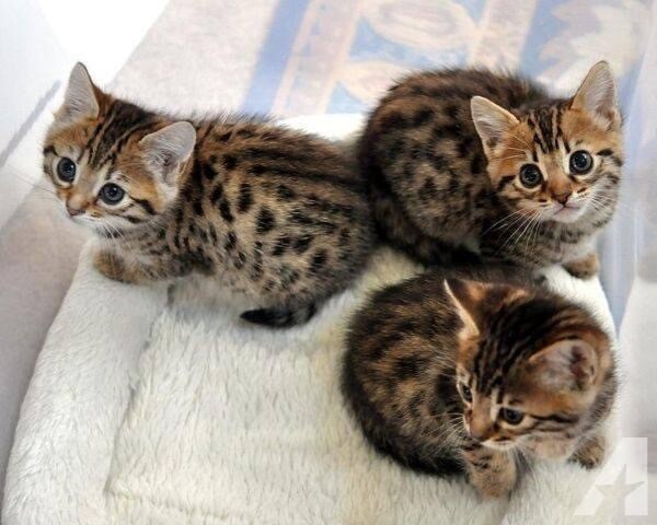 Bengal kittens available now 