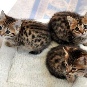 Bengal kittens available now | PostAds PH