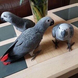 Well tamed African Grey Parrots | PostAds PH