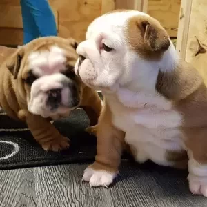Bulldog Pups Whatsapp:+63-977-672-4607 | PostAds PH