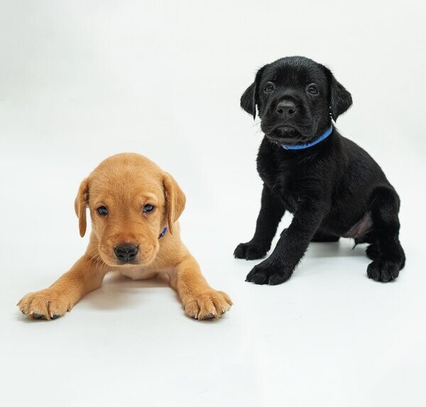 Labrador Puppies (Black, Yellow)