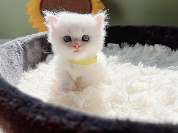 Munchkin kittens