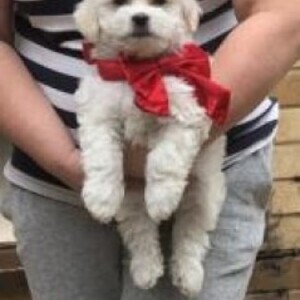 Havanese Puppies viber:+63-945-413-6749 | PostAds PH
