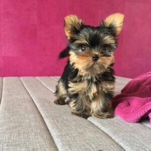 Yorkie Puppies viber:+63-945-413-6749 | PostAds PH