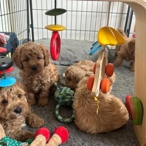 Amazing Cavapo Baby Ready For New Home | PostAds PH