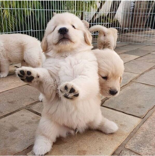 Golden Retriever Puppies