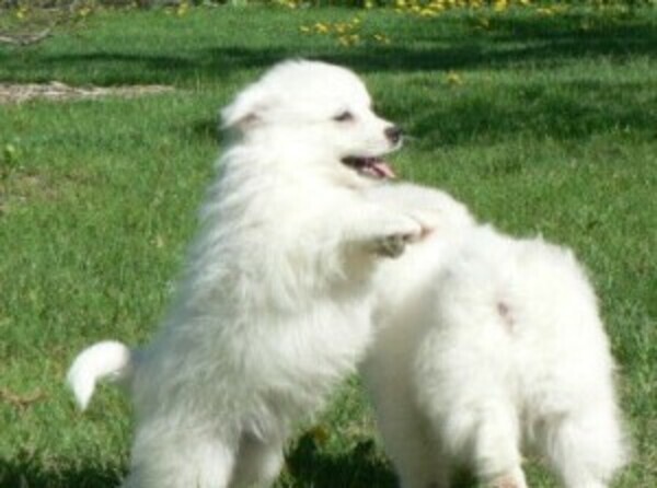 American Eskimo Puppies viber:+63-945-413-6749