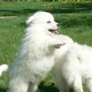 American Eskimo Puppies viber:+63-945-413-6749 | PostAds PH