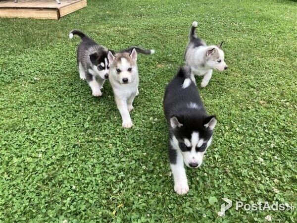 Siberian Husky Puppies for Sale