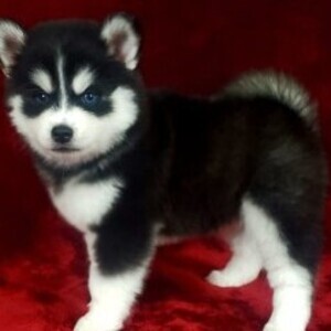 Pomsky puppies viber:+63-945-413-6749 | PostAds PH