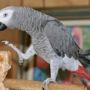Sweet and lovely African grey parrots | PostAds PH