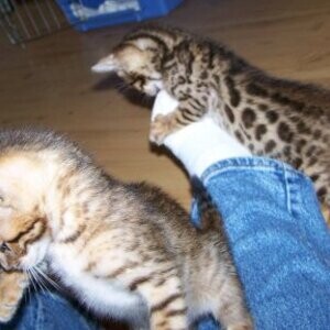 Cute Bengal kittens Available | PostAds PH