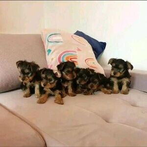 Yorkie puppies Viber +63-928 328 9335 | PostAds PH
