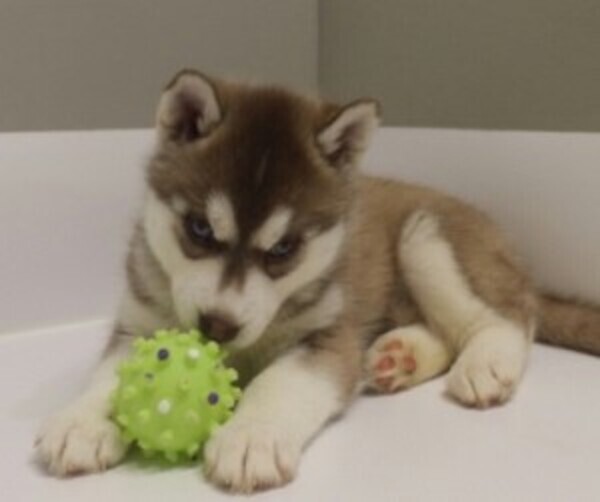 Siberian Husky puppy