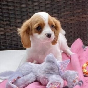 Cavalier king charles puppies | PostAds PH