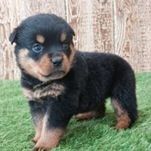 Purebred Rottweiller puppies | PostAds PH