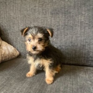 Yorkshire Terrier puppies | PostAds PH