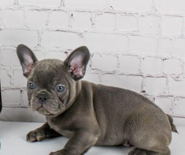 French bulldog