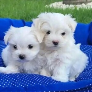 Mini Maltese Spitz, girl and boy. Color white and cream. | PostAds PH