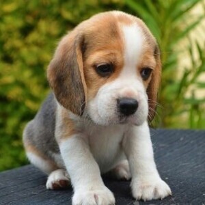 Beagle Puppies | PostAds PH
