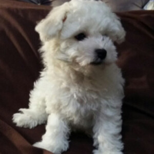 Bichon Frise | PostAds PH