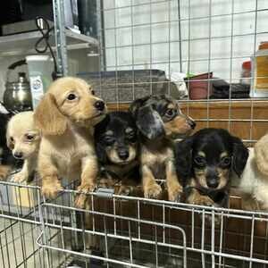 Dachshund Puppy | PostAds PH