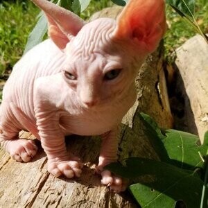 Sphynx Kittens viber:+63-945-413-6749 | PostAds PH
