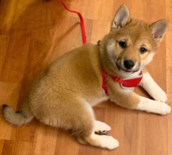 Shady Shiba Inu puppies can be fed