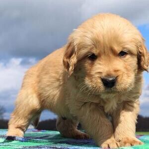 Geweldige Golden Retriever pups | PostAds PH