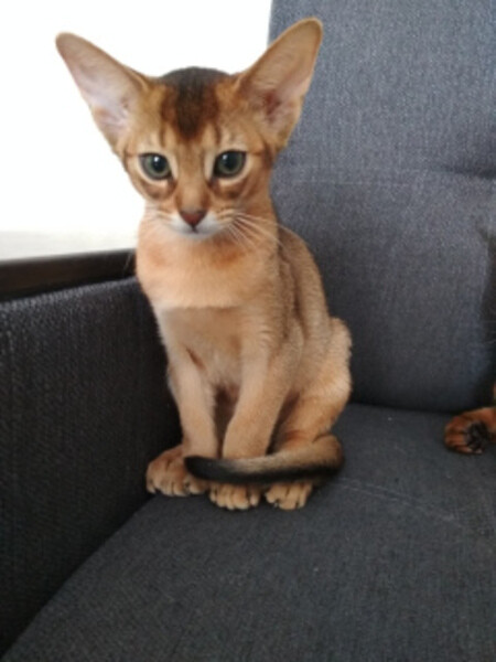 Purebred Abyssinian kittens