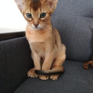 Purebred Abyssinian kittens | PostAds PH