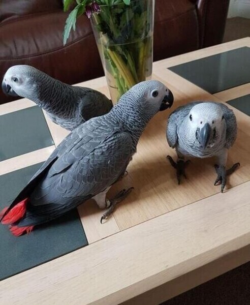 African Grey Parrots