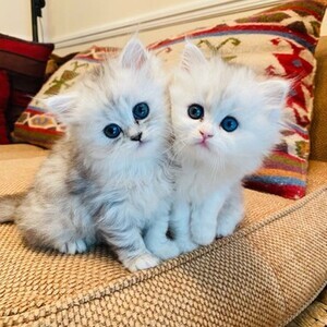 Persian kittens for sale | PostAds PH