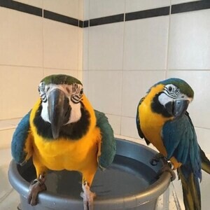 Blue and Gold Macaw parrots ready now. | PostAds PH