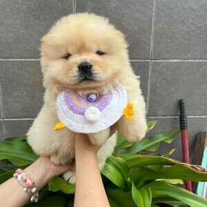 Purebreed Quality Chows | PostAds PH