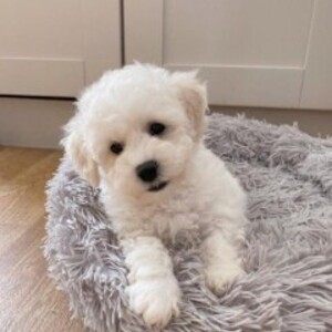 bichon frise puppies | PostAds PH