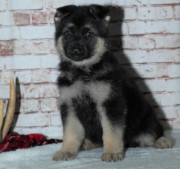  Quality German Shepherd puppies 