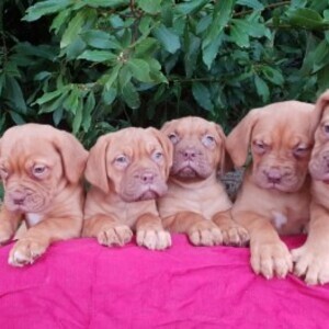 2 Dogue de bordeaux pups | PostAds PH