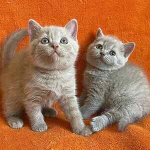 Cute British Short Hair Kittens | PostAds PH