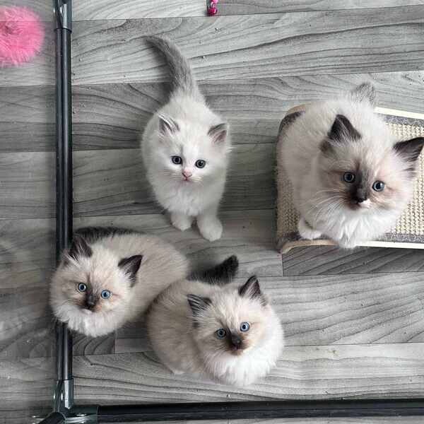 Ragdolls babies