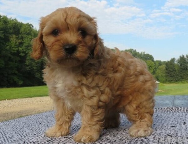 Maltipu puppies left only 2 fully vaccinated