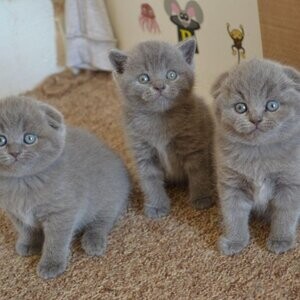 Blue Scottish Fold kittens Viber at : +63-928 328 9335 | PostAds PH