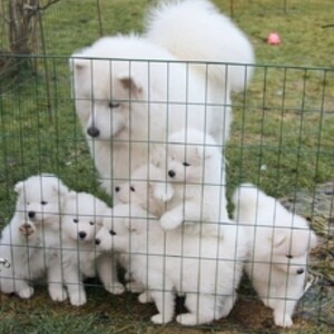 Samoyed puppies for sale. | PostAds PH