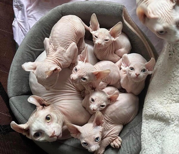 Male and female sphynx kittens. 