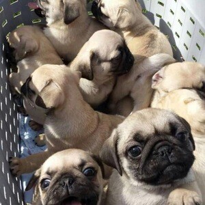 Pug puppies available now | PostAds PH
