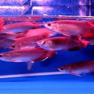 Arowana fish available now. | PostAds PH